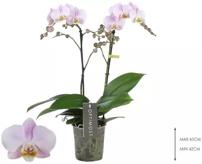 Phalaenopsis 'Optimost Angel Eyes' (Orchidee) 40cm - afbeelding 2