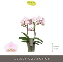Phalaenopsis 'Optimost Angel Eyes' (Orchidee) 45cm - afbeelding 2