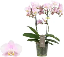 Phalaenopsis 'Optimost Angel Eyes' (Orchidee) 45cm - afbeelding 1