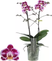 Phalaenopsis Optimost bubbles 2 takken (Orchidee) 40cm kopen?