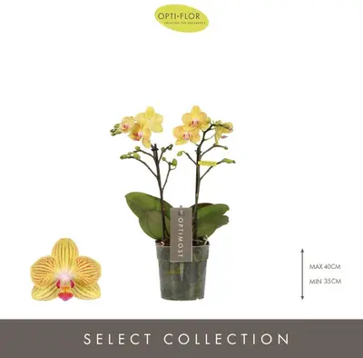 Phalaenopsis 'Optimost Luna' (Orchidee) 45cm - afbeelding 2