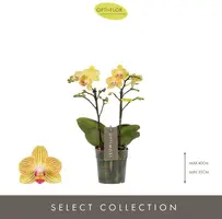 Phalaenopsis 'Optimost Luna' (Orchidee) 45cm - afbeelding 2
