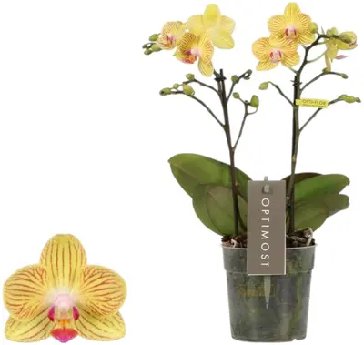 Phalaenopsis 'Optimost Luna' (Orchidee) 45cm - afbeelding 1