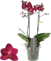 Phalaenopsis 'Optimost Red Lion' (Orchidee) 40cm - afbeelding 1