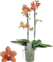Phalaenopsis 'Optimost Sunset Love' (Orchidee) 45cm kopen?