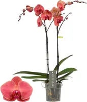 Phalaenopsis 'Optistar Asian Coral' (Orchidee) 60cm - afbeelding 1