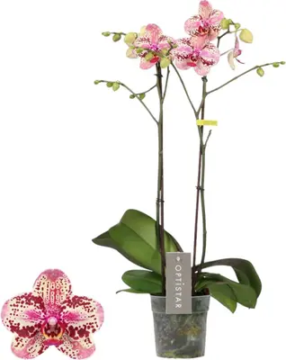 Phalaenopsis 'Optistar Frontera' (Orchidee) 60cm - afbeelding 1