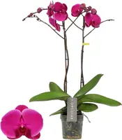 Phalaenopsis 'Optistar Joyride' (Orchidee) 60cm - afbeelding 1