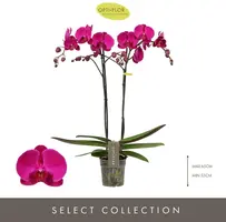 Phalaenopsis 'Optistar Lopez' (Orchidee) 60cm - afbeelding 2