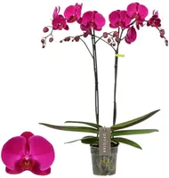 Phalaenopsis 'Optistar Lopez' (Orchidee) 60cm - afbeelding 1