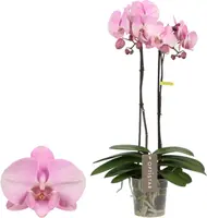 Phalaenopsis 'Optistar Madonna' (Orchidee) 60cm kopen?