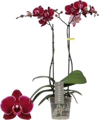 Phalaenopsis 'Optistar Montpellier' (Orchidee) 60cm - afbeelding 1