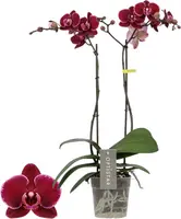 Phalaenopsis 'Optistar Montpellier' (Orchidee) 60cm kopen?