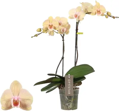 Phalaenopsis 'Optistar Parton' (Orchidee) 60cm - afbeelding 1