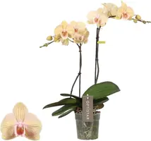 Phalaenopsis 'Optistar Parton' (Orchidee) 60cm - afbeelding 1