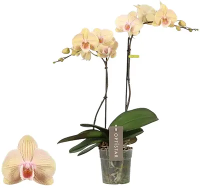Phalaenopsis 'Optistar Parton' (Orchidee) 60cm - afbeelding 1