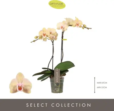 Phalaenopsis 'Optistar Parton' (Orchidee) 60cm - afbeelding 2
