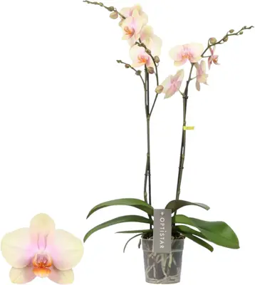 Phalaenopsis 'Optistar Peaches' (Orchidee) 60cm - afbeelding 1
