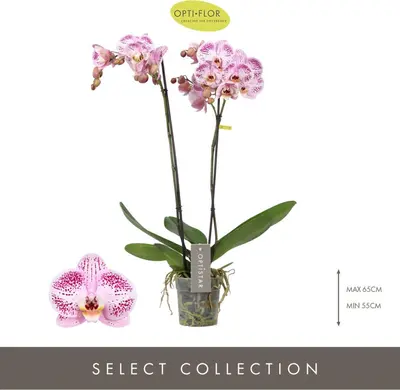 Phalaenopsis 'Optistar Sorano' (Orchidee) 60cm - afbeelding 2