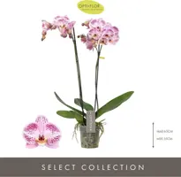 Phalaenopsis 'Optistar Sorano' (Orchidee) 60cm - afbeelding 2