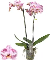 Phalaenopsis 'Optistar Sorano' (Orchidee) 60cm - afbeelding 1