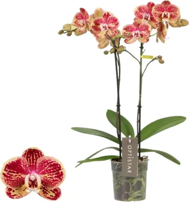 Phalaenopsis 'Optistar Spears' (Orchidee) 60cm - afbeelding 1
