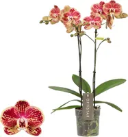 Phalaenopsis 'Optistar Spears' (Orchidee) 60cm kopen?