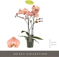 Phalaenopsis 'Optistar Suki' (Orchidee) 60cm - afbeelding 2