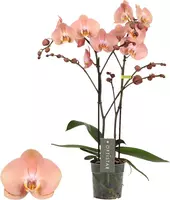 Phalaenopsis 'Optistar Suki' (Orchidee) 60cm - afbeelding 1