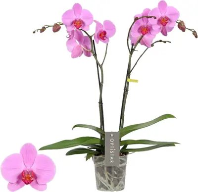 Phalaenopsis 'Optistar Yoko' (Orchidee) 60cm - afbeelding 1