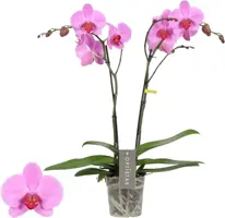 Phalaenopsis 'Optistar Yoko' (Orchidee) 60cm kopen?