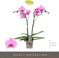 Phalaenopsis 'Optistar Yoko' (Orchidee) 60cm - afbeelding 2