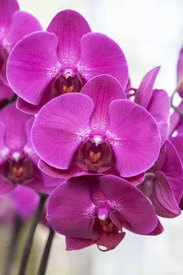 Phalaenopsis 'Optistar Yoko' (Orchidee) 60cm - afbeelding 3
