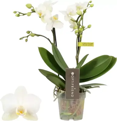 Phalaenopsis (Orchidee) 25cm - afbeelding 1