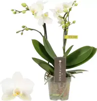 Phalaenopsis (Orchidee) 25cm - afbeelding 1
