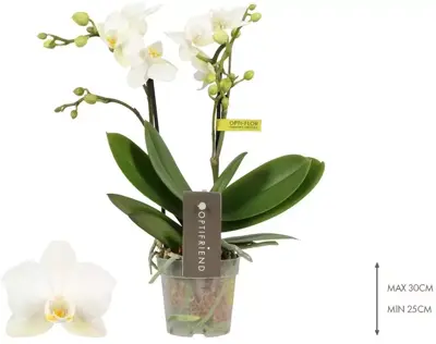 Phalaenopsis (Orchidee) 25cm - afbeelding 2