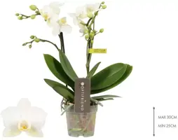 Phalaenopsis (Orchidee) 25cm - afbeelding 2