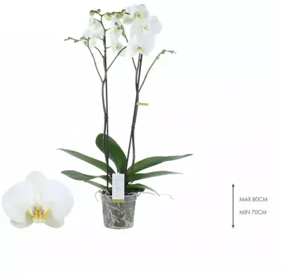 Phalaenopsis (Orchidee) 80cm - afbeelding 1