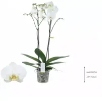 Phalaenopsis (Orchidee) 80cm - afbeelding 1
