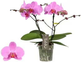 Phalaenopsis 'Pink Lady' (Orchidee) 40cm - afbeelding 1