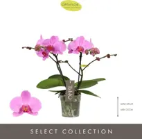 Phalaenopsis 'Pink Lady' (Orchidee) 40cm - afbeelding 2
