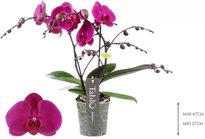 Phalaenopsis 'Purple Rain' (Orchidee) 40cm - afbeelding 2