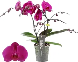 Phalaenopsis 'Purple Rain' (Orchidee) 40cm - afbeelding 1