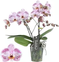 Phalaenopsis 'Tablo Bellini' (Orchidee) 40cm - afbeelding 1