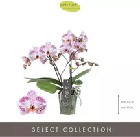 Phalaenopsis 'Tablo Bellini' (Orchidee) 40cm - afbeelding 2