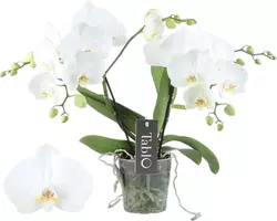 Phalaenopsis 'Tablo Champagne' (Orchidee) 40cm - afbeelding 1