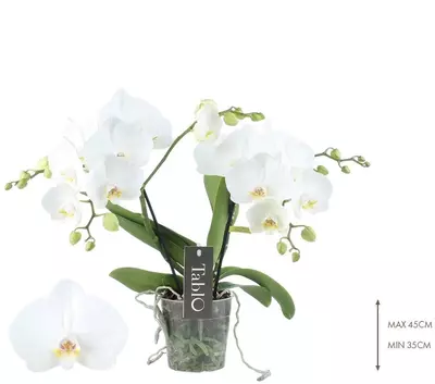 Phalaenopsis 'Tablo Champagne' (Orchidee) 40cm - afbeelding 2
