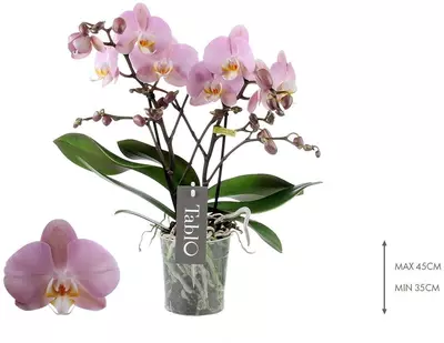 Phalaenopsis 'Tablo Cosmopolitan' (Orchidee) 40cm - afbeelding 2