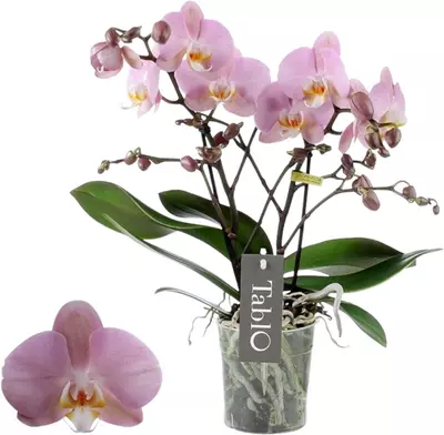 Phalaenopsis 'Tablo Cosmopolitan' (Orchidee) 40cm - afbeelding 1