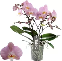 Phalaenopsis 'Tablo Cosmopolitan' (Orchidee) 40cm kopen?